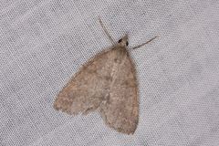 Chlenomorpha sciogramma