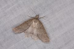 Chlenomorpha sciogramma