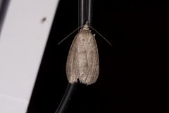 Chlenomorpha sciogramma