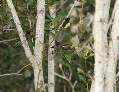 Gavicalis fasciogularis