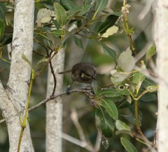Gavicalis fasciogularis