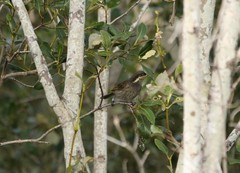 Gavicalis fasciogularis