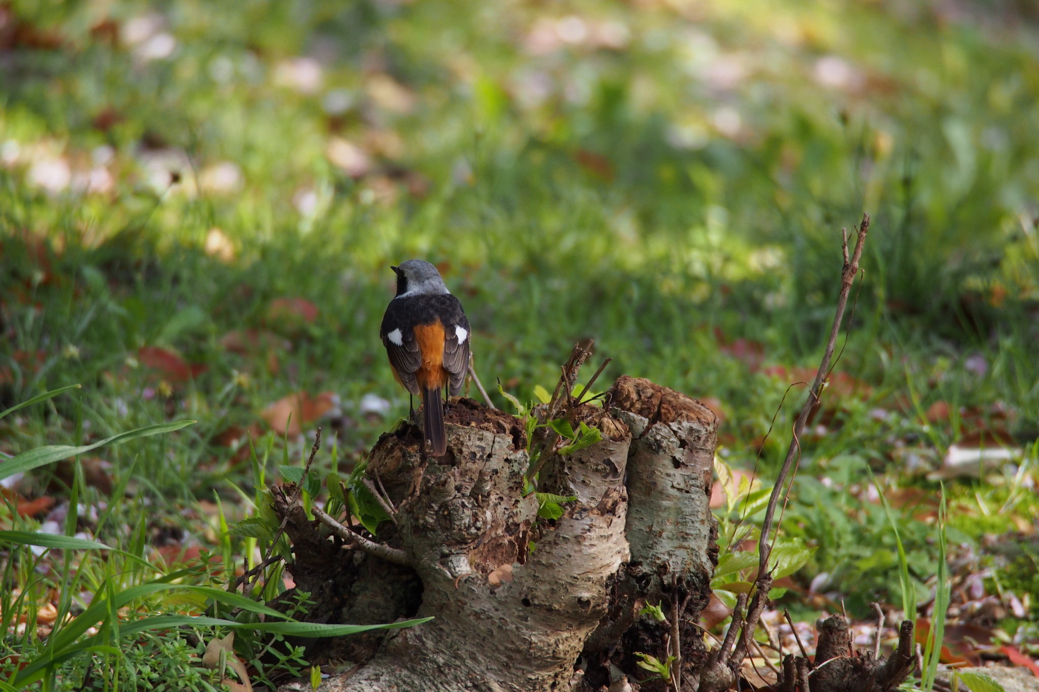 Daurian Redstart