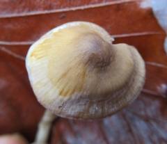 Mycena crocata