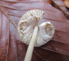 Mycena crocata