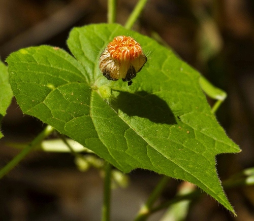 Momordica kirkii