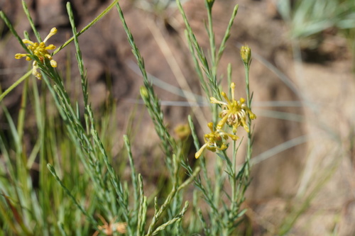Mini Curryflower (Lasiosiphon microcephalus)
