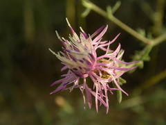 Centaurea paniculata