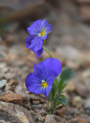 Viola oreades