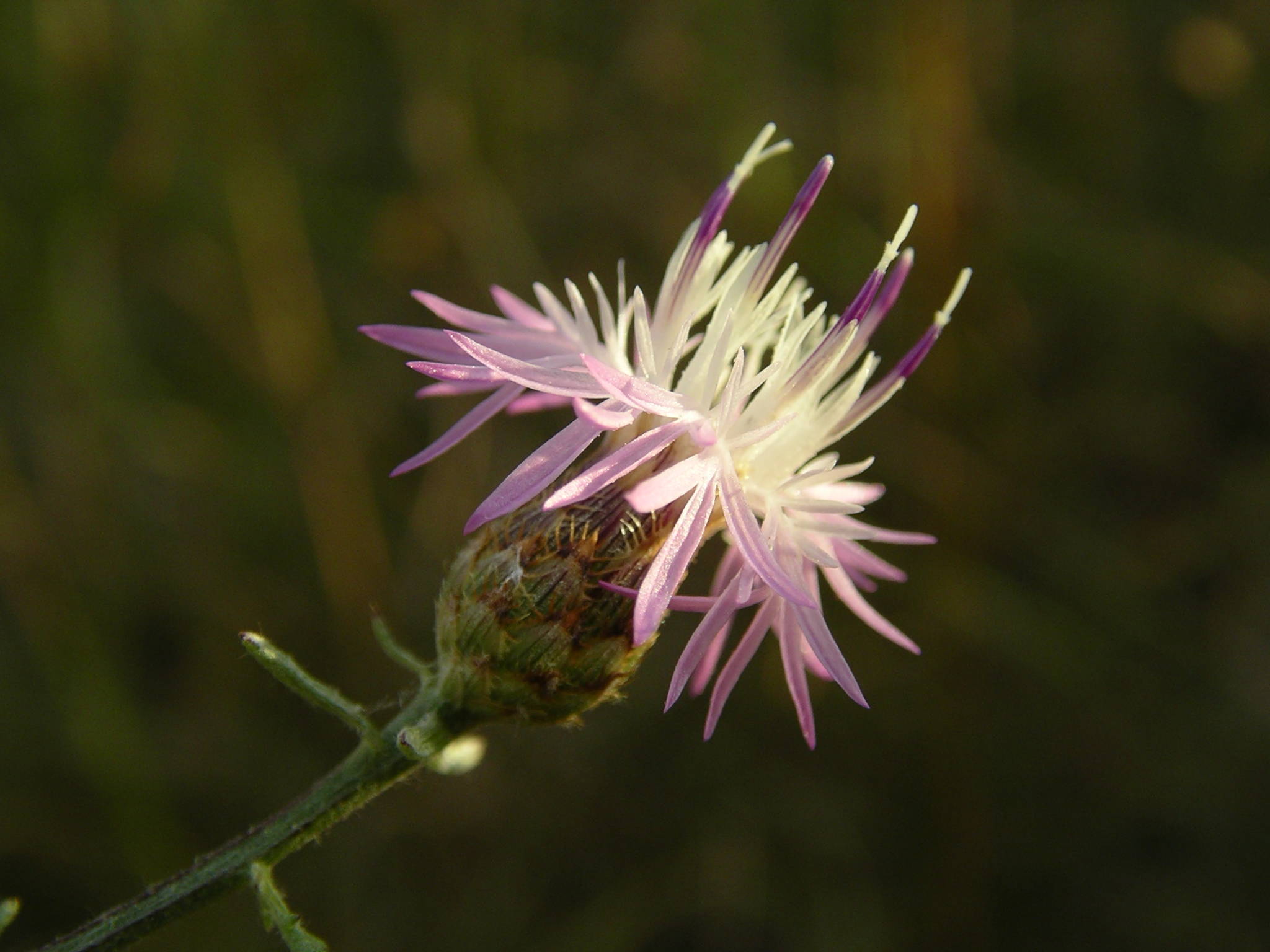 Centaurea paniculata