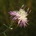 Jersey Knapweed - Photo (c) Sylvain Piry, some rights reserved (CC BY-NC), uploaded by Sylvain Piry