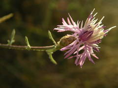 Centaurea paniculata