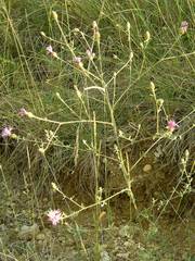 Centaurea paniculata