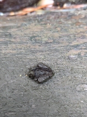 Biscogniauxia repanda