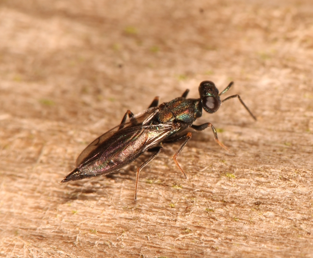 Calosota obscura