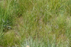 Trichanthecium natalense