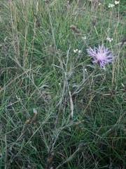 Centaurea paniculata