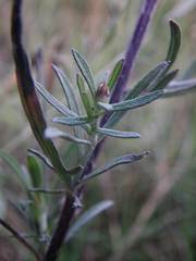 Centaurea paniculata
