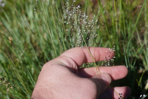 Image of Trichanthecium natalense by (c) Matthew Fainman, some rights reserved (CC BY)