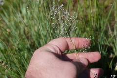 Trichanthecium natalense