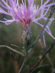 Centaurea paniculata