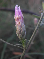 Centaurea paniculata