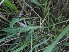 Centaurea paniculata