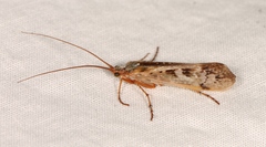 Limnephilus marmoratus