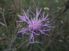 Centaurea paniculata