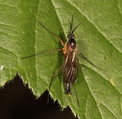 Platyura marginata