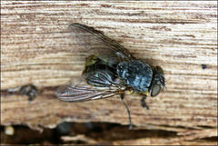Calliphora augur