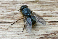 Calliphora augur
