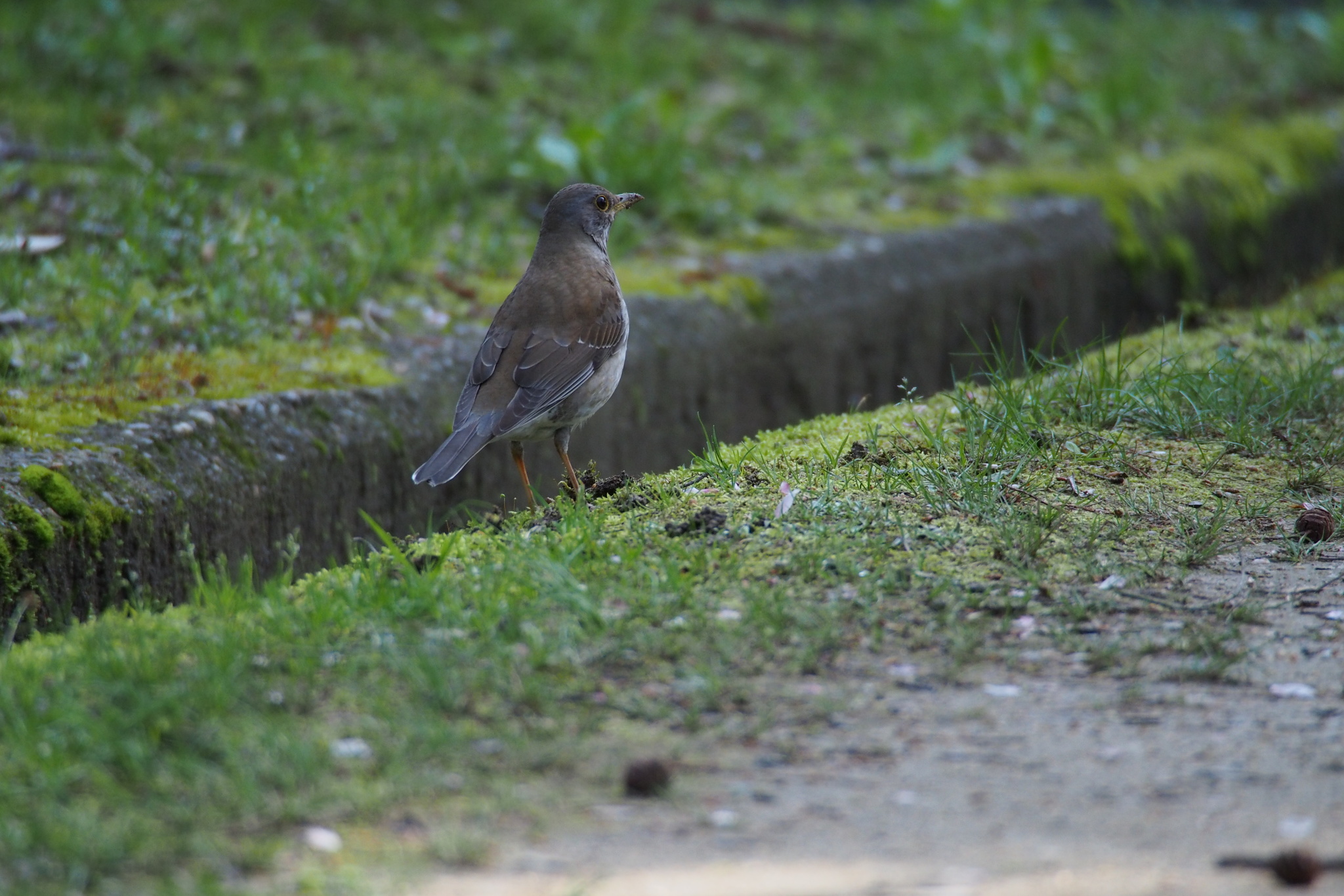 Pale Thrush