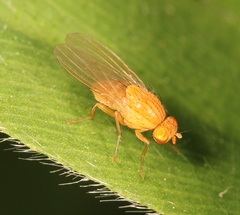 Sapromyzosoma quadripunctata