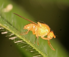 Sapromyzosoma quadripunctata