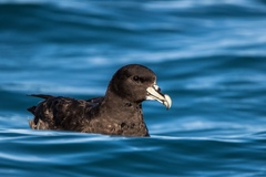 White-Chinned Petrel photo 2