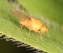Sapromyzosoma quadripunctata