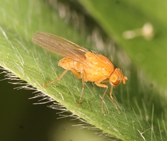 Sapromyzosoma quadripunctata