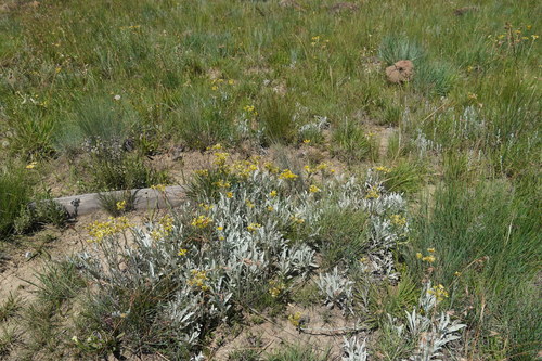 Image of Helichrysum oreophilum by (c) Matthew Fainman, some rights reserved (CC BY)