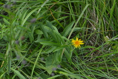 Pentanema salicinum