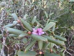 Rhododendron carolinianum