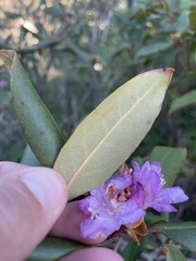 Rhododendron carolinianum