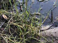 Lilaeopsis polyantha