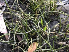 Lilaeopsis polyantha