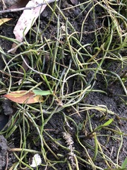 Lilaeopsis polyantha