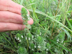 Euphrasia pectinata