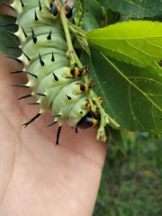 Lophostethus dumolinii