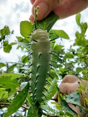 Lophostethus dumolinii