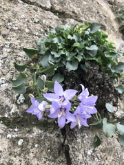 Campanula versicolor tenorei