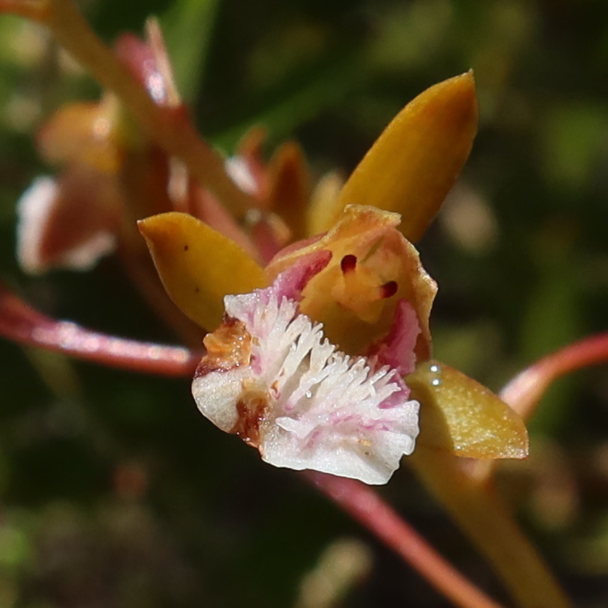 Horned Cinderella Orchid